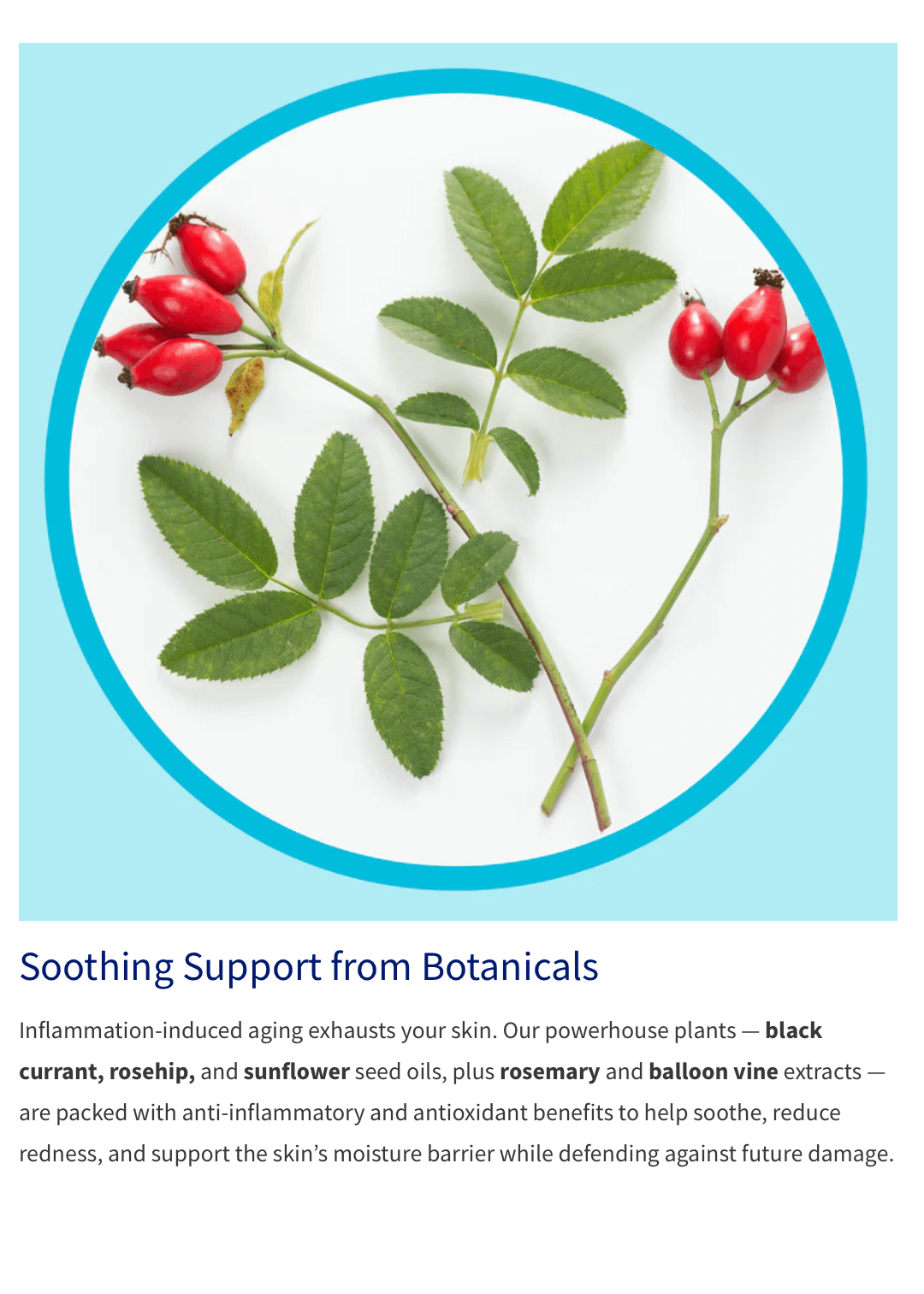 Botanical Medicinal Antioxidan